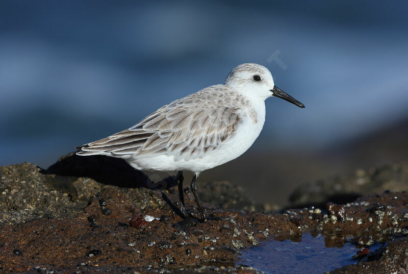 Bécasseau sanderling