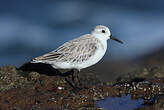 Bécasseau sanderling