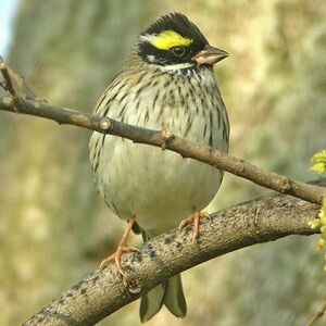 Yellow-browed Bunting - Emberiza chrysophrys