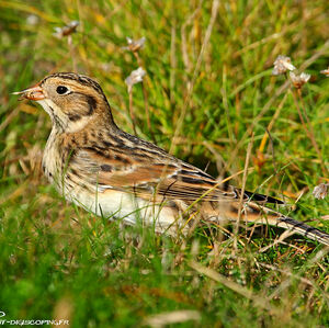 Lapland Longspur : Pictures.