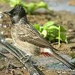 Bulbul à ventre rouge