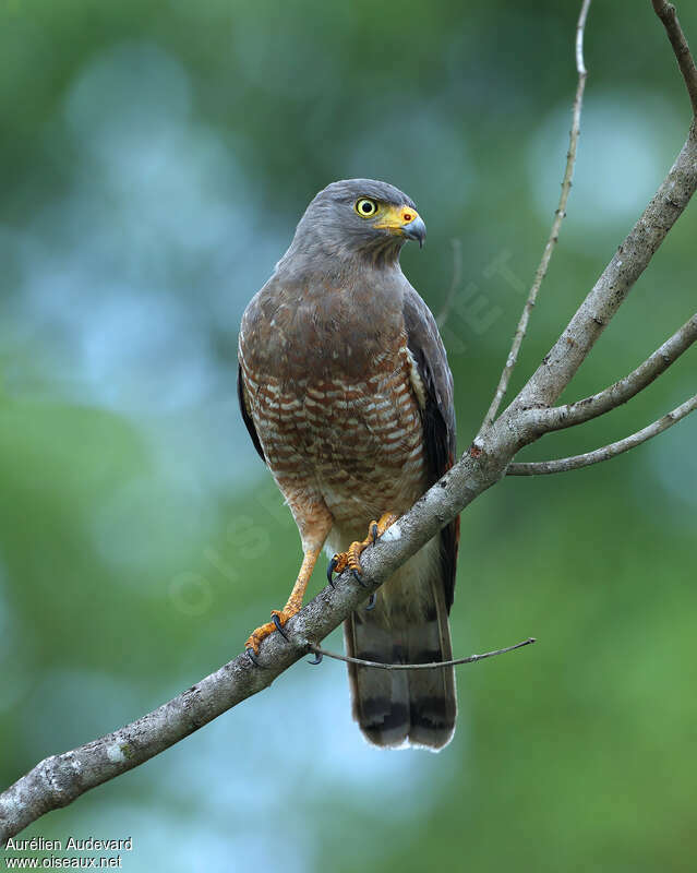 Roadside Hawk