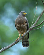 Roadside Hawk