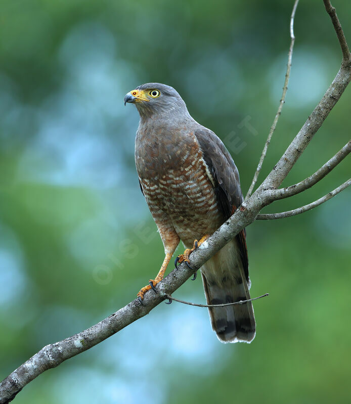 Roadside Hawkadult, identification