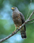 Roadside Hawk