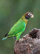 Brown-hooded Parrot