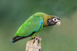 Brown-hooded Parrot