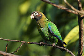 Brown-hooded Parrot