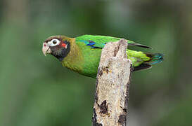 Brown-hooded Parrot