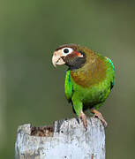 Brown-hooded Parrot