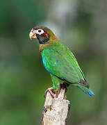 Brown-hooded Parrot