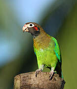 Brown-hooded Parrot