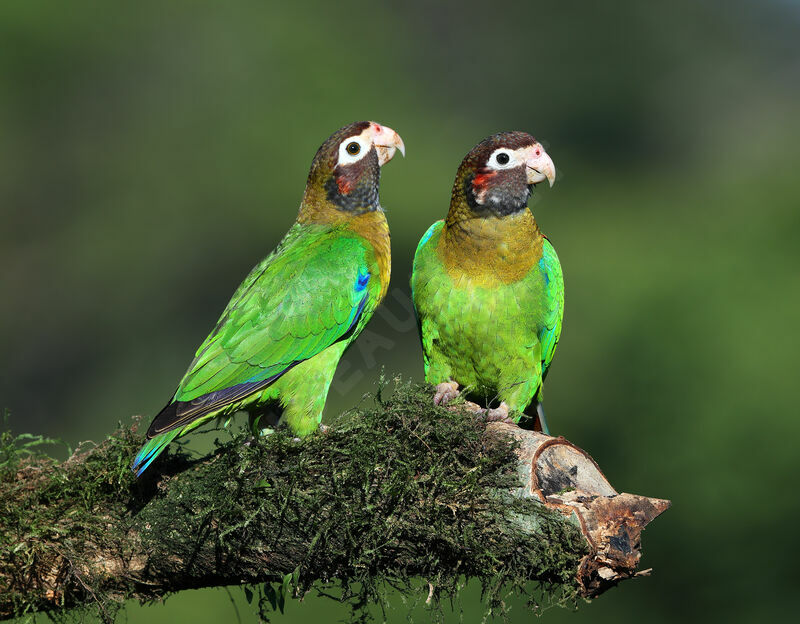 Brown-hooded Parrot