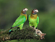 Brown-hooded Parrot