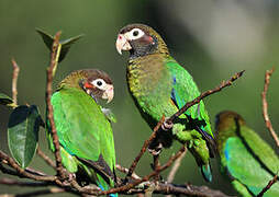 Brown-hooded Parrot