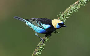 Golden-hooded Tanager