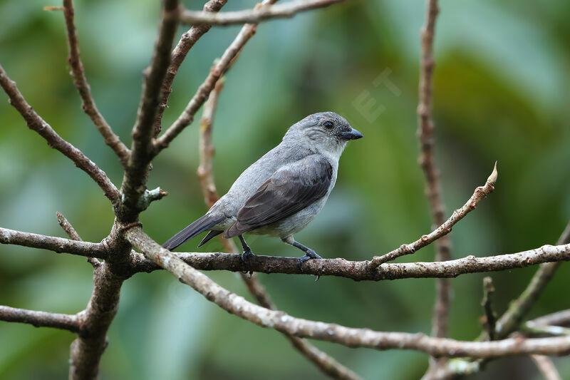 Calliste grisadulte nuptial, identification