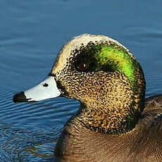 Canard à front blanc