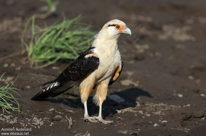 Caracara à tête jauneadulte, identification