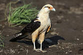 Caracara à tête jaune