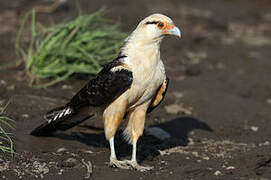 Yellow-headed Caracara