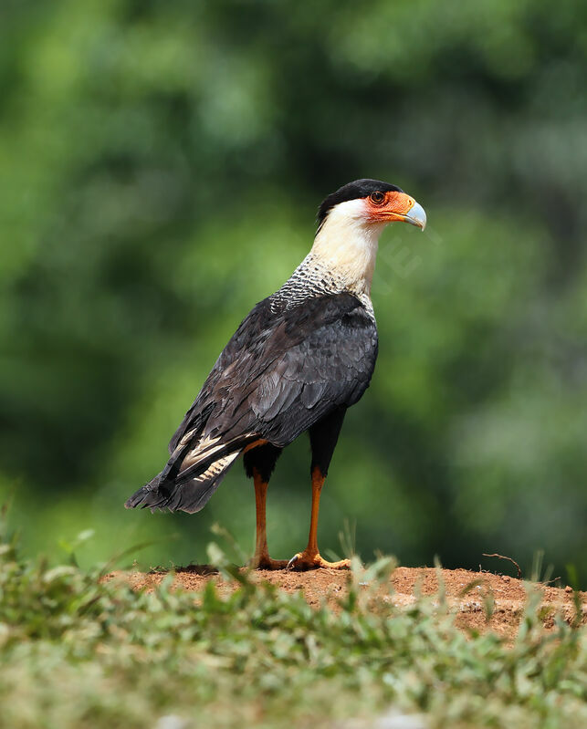 Caracara huppéadulte nuptial