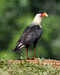 Caracara huppé