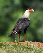 Crested Caracara