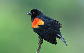 Red-winged Blackbird