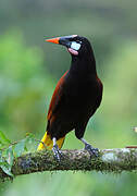 Montezuma Oropendola