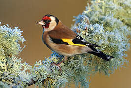 European Goldfinch