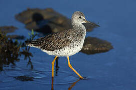 Greater Yellowlegs