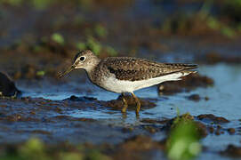 Solitary Sandpiper