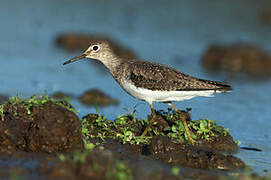 Solitary Sandpiper