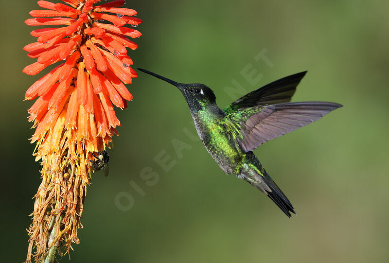 Talamanca Hummingbird