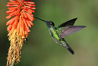 Colibri admirable