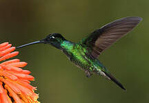 Colibri admirable