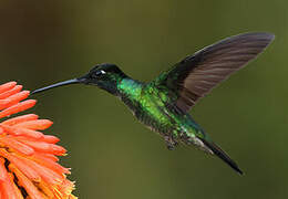 Colibri admirable