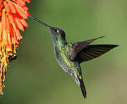 Colibri admirable