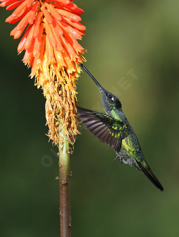 Colibri admirableadulte nuptial, Vol, régime