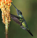 Colibri admirable