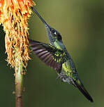 Colibri admirable