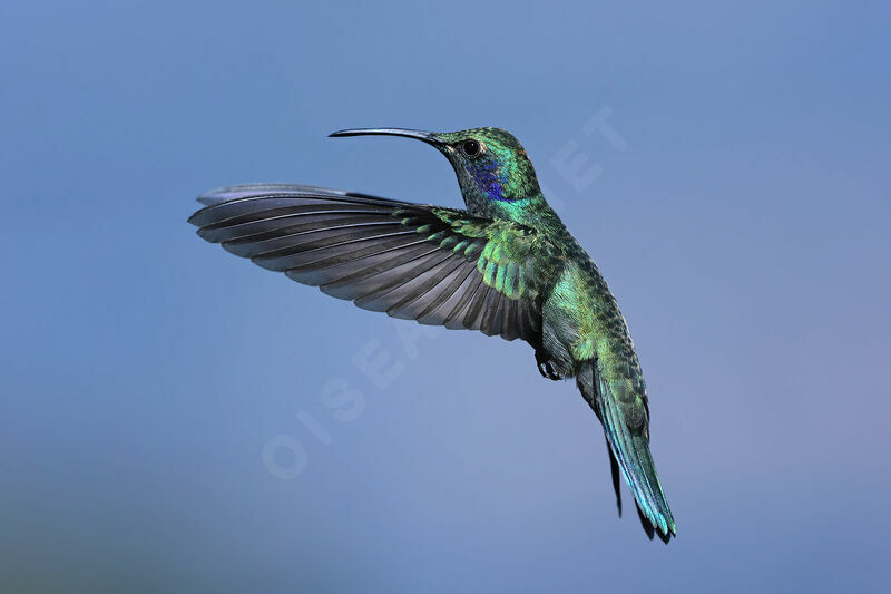 Colibri cyanote