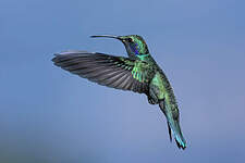 Colibri cyanote