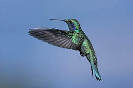 Lesser Violetear