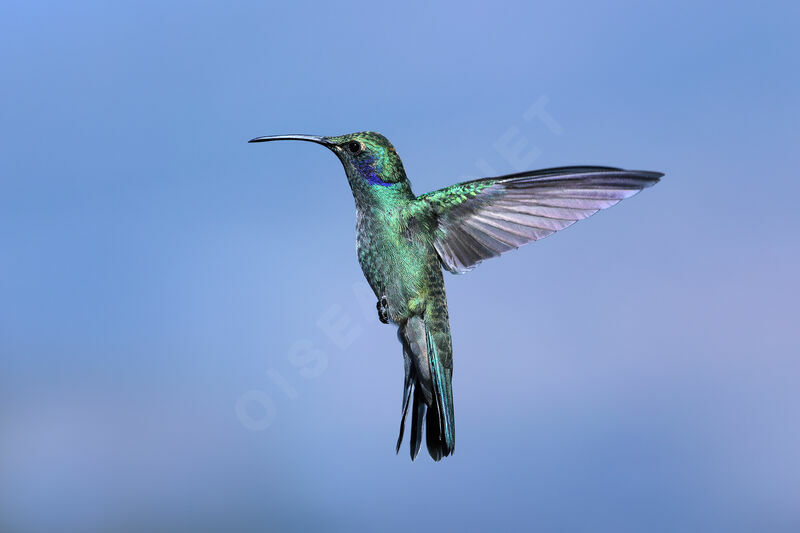 Colibri cyanoteadulte, Vol