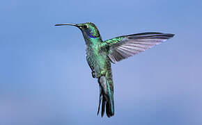 Lesser Violetear