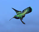 Colibri cyanote