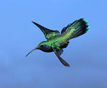 Lesser Violetear