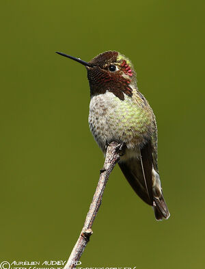 Anna's Hummingbird - Calypte anna